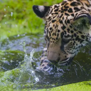 Jaguar Cub Print - Four Month Old Washing Jaguar Cub Print - Four Month Old Washing