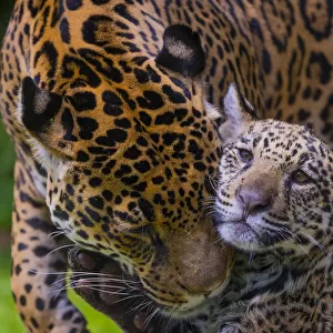 Jaguar (Panthera onca) mother grooming with four month old cub, native to Southern