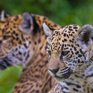 Jaguar (Panthera onca) mother with four month old cub, native to Southern and Central America