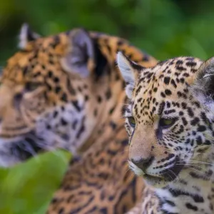 Jaguar (Panthera onca) mother with four month old cub, native to Southern and Central America Jaguar (Panthera onca) mother with four month old cub, native to Southern and Central America