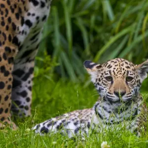 Jaguar Mother and Four-Month-Old Cub Print Jaguar Mother and Four-Month-Old Cub Print