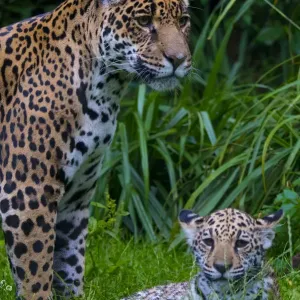 Jaguar (Panthera onca) mother with four month old cub, native to Southern and Central America Jaguar (Panthera onca) mother with four month old cub, native to Southern and Central America