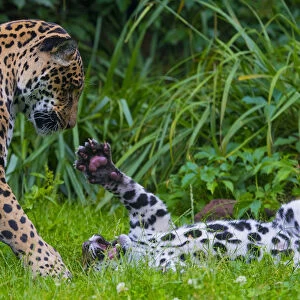 Jaguar (Panthera onca) mother playing with four month old cub, native to Southern