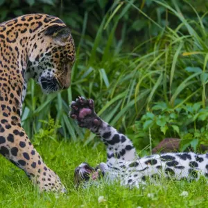 Jaguar Mother and Four-Month-Old Cub Print Jaguar Mother and Four-Month-Old Cub Print