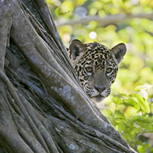 Jaguar (Panthera onca), one-year cub peering from behind tree, Cuiaba River, Pantanal, Brazil