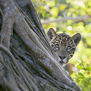 Jaguar (Panthera onca), one-year cub watching a fly from behind tree, Cuiaba River