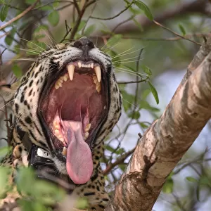 Jaguar (Panthera onca palustris) female yawning with mouth wide open, wearing Oncafari