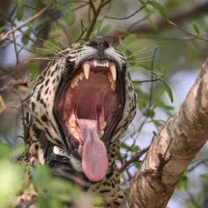 Jaguar (Panthera onca palustris) female yawning with mouth wide open, wearing Oncafari Jaguar (Panthera onca palustris) female yawning with mouth wide open, wearing Oncafari