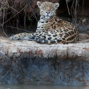 Jaguar Print: Male on Tres Irmaos River Banks Jaguar Print: Male on Tres Irmaos River Banks