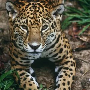 Jaguar Print - Southern Mexico Captive Portrait Jaguar Print - Southern Mexico Captive Portrait