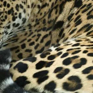 Jaguar Print: Captive Portrait Lying Down Jaguar Print: Captive Portrait Lying Down