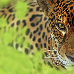 Jaguar (Panthera onca) portrait, Costa Rica, Captive