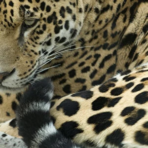 Jaguar (Panthera onca) portrait, lying down, captive