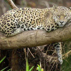 Jaguar Print: A resting Panthera onca on a tree branch Jaguar Print: A resting Panthera onca on a tree branch