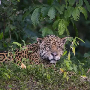 Jaguar Print: Pantanal Riverbank Scene Jaguar Print: Pantanal Riverbank Scene