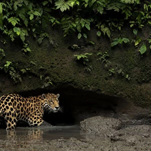 Jaguar (Panthera onca) standing in mud, Yasuni National Park, Orellana, Ecuador