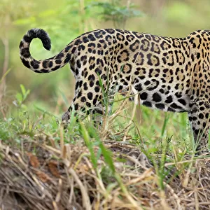 Jaguar (Panthera onca) standing on riverbank, Cuiaba River, Pantanal wetlands, Mato Grosso, Brazil