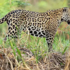 Jaguar (Panthera onca) standing on riverbank, Cuiaba River, Pantanal wetlands, Mato Grosso, Brazil Jaguar (Panthera onca) standing on riverbank, Cuiaba River, Pantanal wetlands, Mato Grosso, Brazil