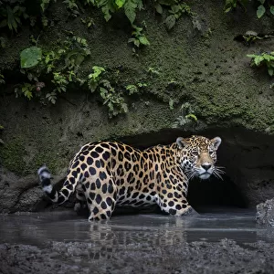 Jaguar (Panthera onca) stands in water while checking out a clay lick in Yasuni National