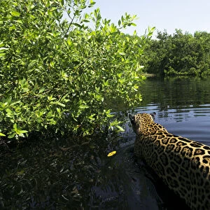 Jaguar (Panthera onca) walking through a lagoon in the mangroves, Marismas Nacionales, Nayarit, Mexico