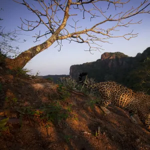 Jaguar (Panthera onca) walking over rocky hillside, Sierra de Vallejo, Nayarit, Mexico