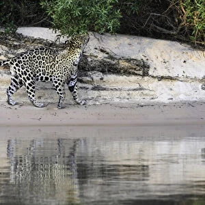 Jaguars (Panthera onca) courting pair on a sand bank. Cuiaba River, Northern Pantanal