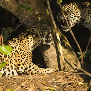 Two Jaguars (Panthera onca) snarling at each other on the riverbank, Pantanal, Brazil