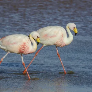 James flamingo / Puna flamingo (Phoenicoparrus jamesi). Lago Colorado, Bolivia