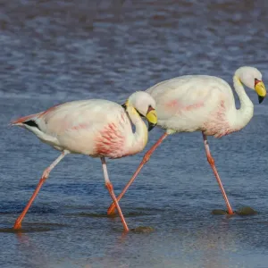 James Flamingo Print, Lago Colorado Bolivia
