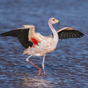 Jamess flamingo (Phoenicoparrus jamesi) walking with wings outstreched Laguna