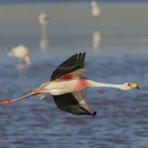 Jamess flamingo (Phoenicoparrus jamesi) in flight, at Laguna Colorado, Bolivia Jamess flamingo (Phoenicoparrus jamesi) in flight, at Laguna Colorado, Bolivia
