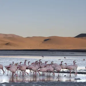 Jamess flamingo (Phoenicoparrus jamesi) flock on the shore of Laguna Colorada Jamess flamingo (Phoenicoparrus jamesi) flock on the shore of Laguna Colorada