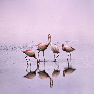 Jamess flamingos (Phoenicoparrus jamesi) Laguna Colorado, Bolivia