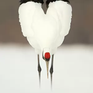 Japanese crane (Grus japonensis) displaying, wings in heart shape, Hokkiado, Japan, February