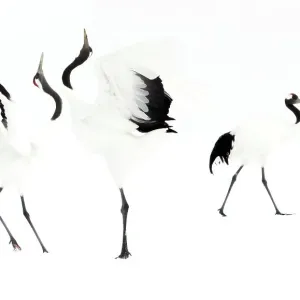 Japanese cranes (Grus japonensis) displaying in snow, Hokkiado, Japan, February Japanese cranes (Grus japonensis) displaying in snow, Hokkiado, Japan, February