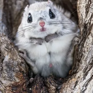 El murciélago volador japonés enano (Pteromys volans orii) macho sentado en un árbol, retrato. Hokkaido, Japón. Marzo. El murciélago volador japonés enano (Pteromys volans orii) macho sentado en un árbol, retrato. Hokkaido, Japón. Marzo.