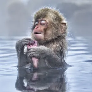 Japanese Macaque (Macaca fuscata) baby enjoying a relaxing moment in the hot spring in Jigokudani