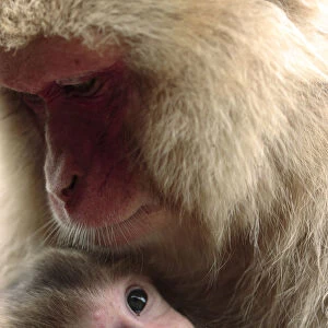 Japanese macaque (Macaca fuscata) nursing one month old baby, Jigokudani, Joshinetsu Kogen NP
