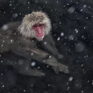 Japanese Macaque (Macaca fuscata) adult in the hot springs of Jigokudani, in the snow, Japan