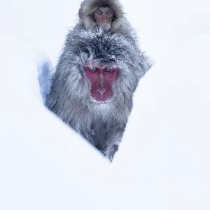 Japanese Macaque (Macaca fuscata) juvenile riding on its mothers back, along