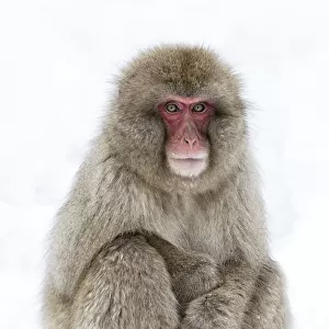 Japanese Macaque (Macaca fuscata) adult sitting in snow with hands stacked, Jigokudani
