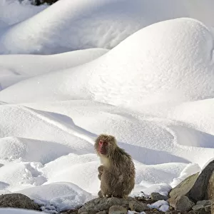 Japanese Macaque (Macaca fuscata) perched on the open warm section of a rocky hillside