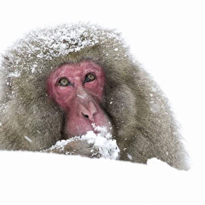 Japanese Macaque (Macaca fuscata) stays alert and on guard while eating, Jigokudani