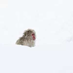 Japanese Macaque (Macaca fuscata) sitting deep in the newly fallen snow in Jigokudani