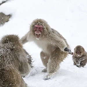 Japanese Macaque (Macaca fuscata) aggressive adult male approaches another monkey in Jigokudani