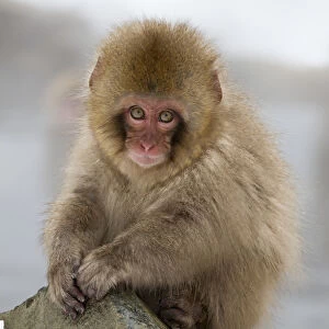 Japanese Macaque (Macaca fuscata) juvenile portrait, Jigokudani, Japan. February