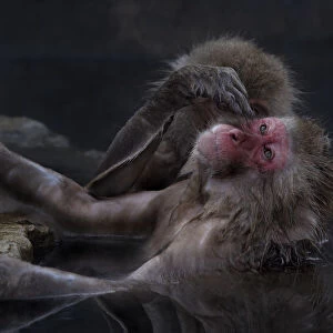 Japanese Macaque (Macaca fuscata) grooming another in hot spring, Jigokudani, Japan