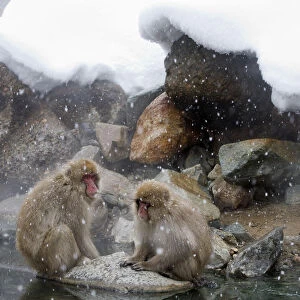 Japanese Macaque (Macaca fuscata) pair rest together on a rock near the river in Jigokudani