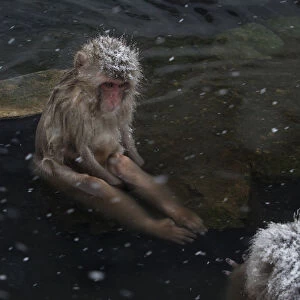 Japanese Macaque (Macaca fuscata) juvenile sitting on rock in hot springs, Jigokudani