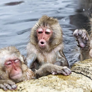 Japanese Macaque (Macaca fuscata) juvenile pulling on ear of another juvenile in hotspring